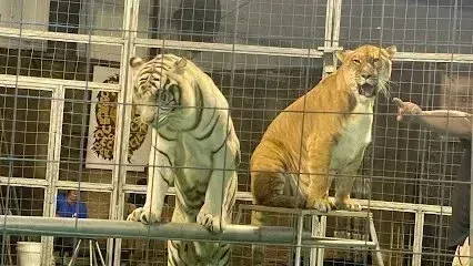 Hvac-Contractor-Bradenton-Two tigers are standing next to each other in a cage.