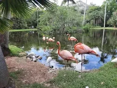 Hvac-Contractor-Bradenton-A group of flamingos are standing next to a body of water.