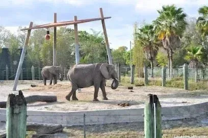Hvac-Contractor-Bradenton-Two elephants in a zoo enclosure with a wooden structure and palm trees.