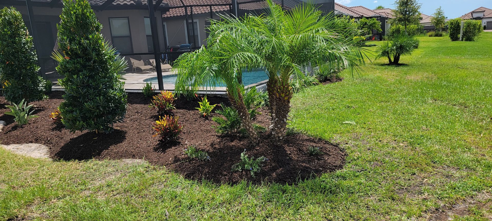 A palm tree and shrubs in a mulch garden bed next to a backyard swimming pool and a green lawn.