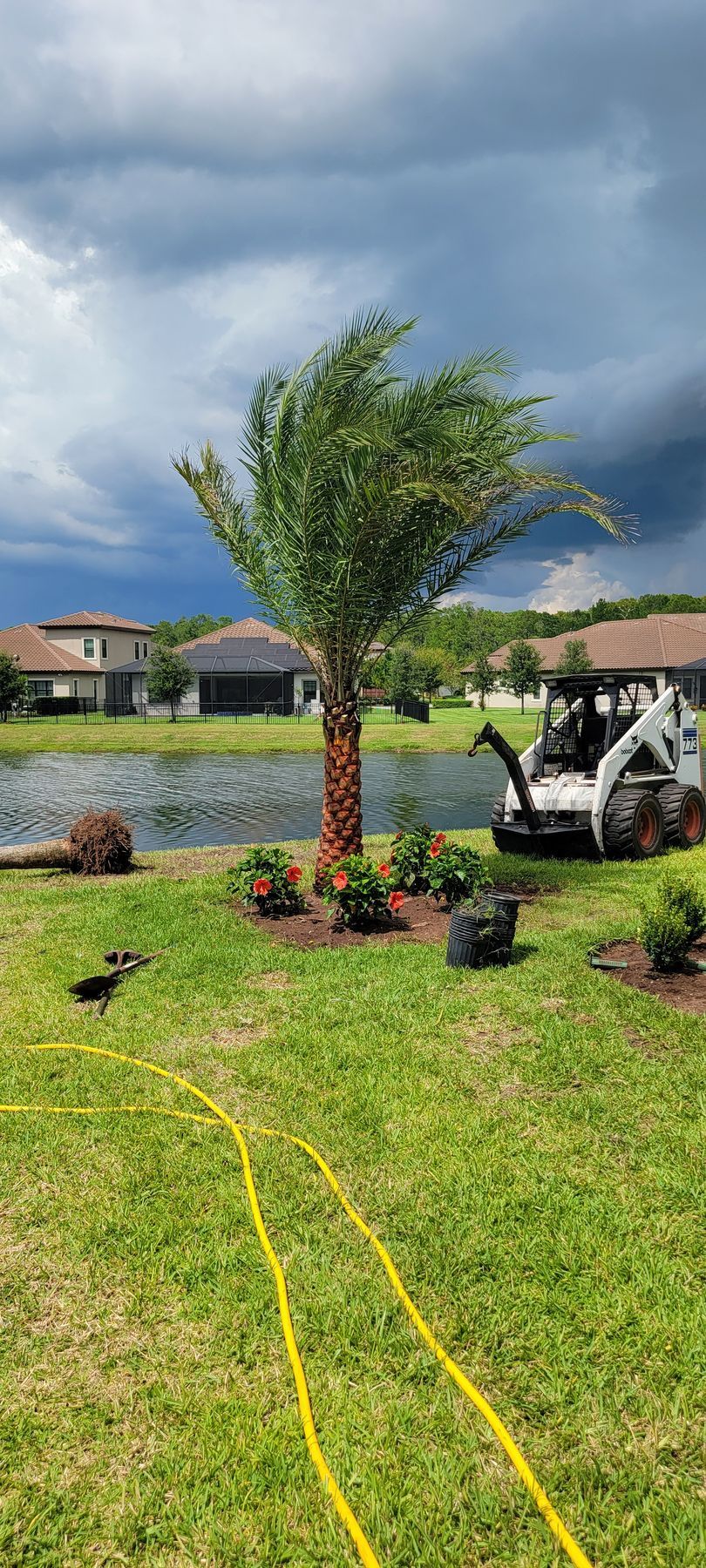 A palm tree planted in a yard by a lake, with a skid-steer loader nearby under a cloudy sky.