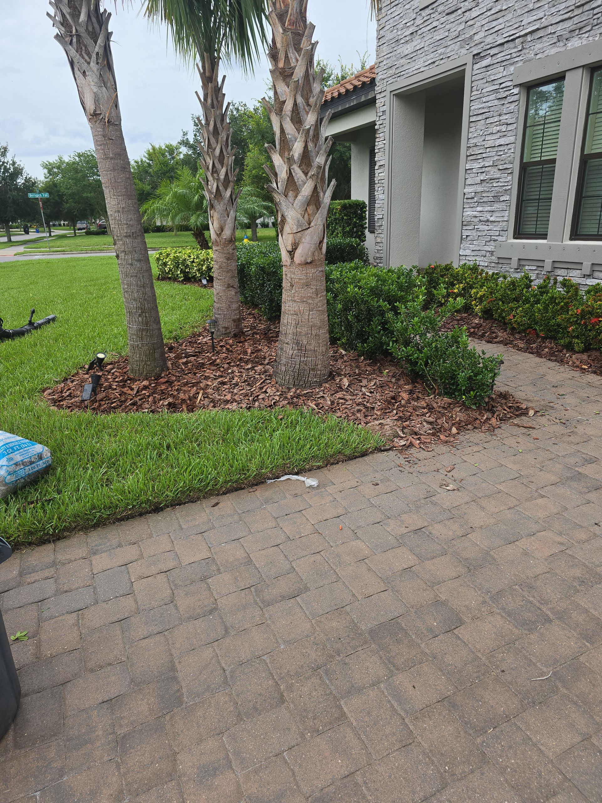 Three palm trees stand in a bed of mulch next to a paved walkway and a gray stone-veneer house wall.