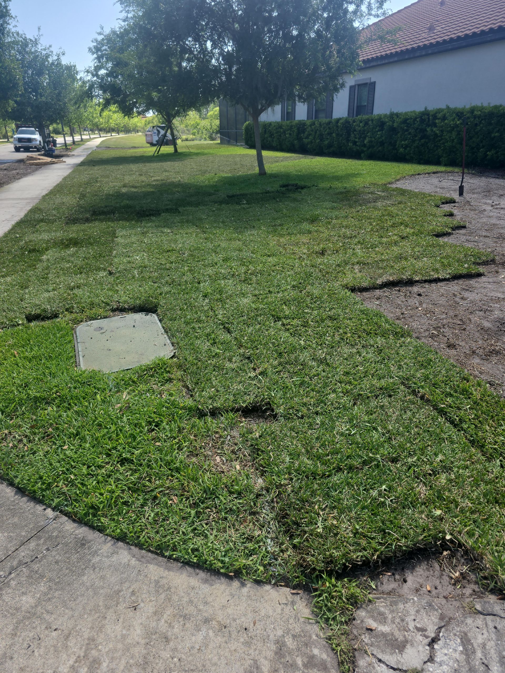 Freshly laid sod squares on a residential lawn next to a concrete sidewalk and a garden bed.