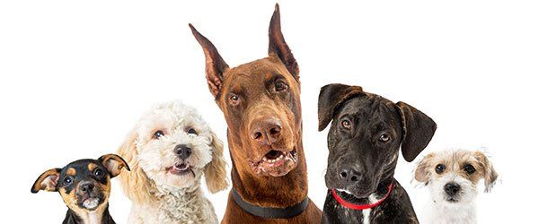 Breeding — Dogs with Different Breeds in Amherst, NH