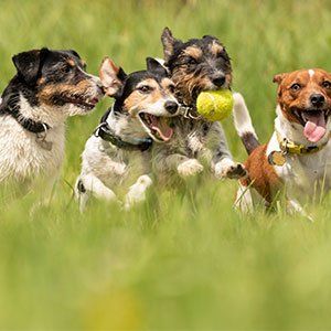 Dog Boarding Services — Dogs Playing on the Grass in Amherst, NH