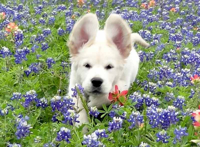 Dog Training Services — Puppy Running in the Grass in Amherst, NH