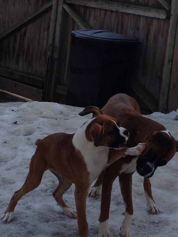 Dog Services — Boxer Dogs Playing in Amherst, NH