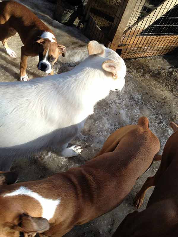 Dog Boarding Center — Boarding Place for Pets in Amherst, NH