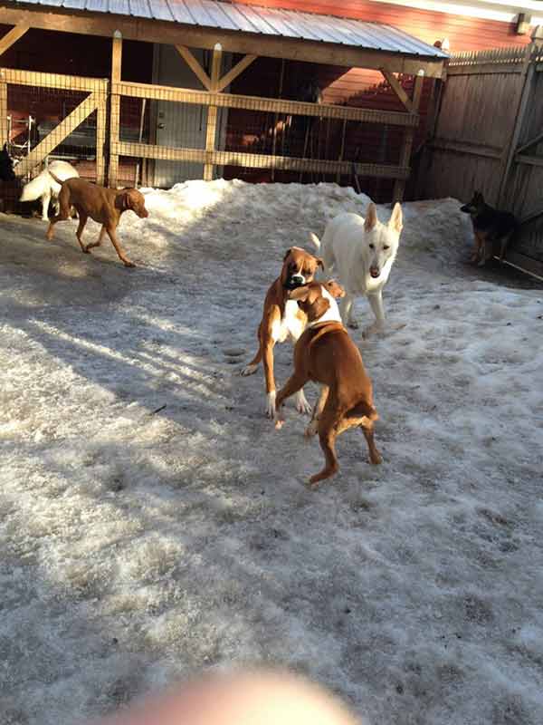 Dog Daycare — Dogs Playing on the Ground in Amherst, NH