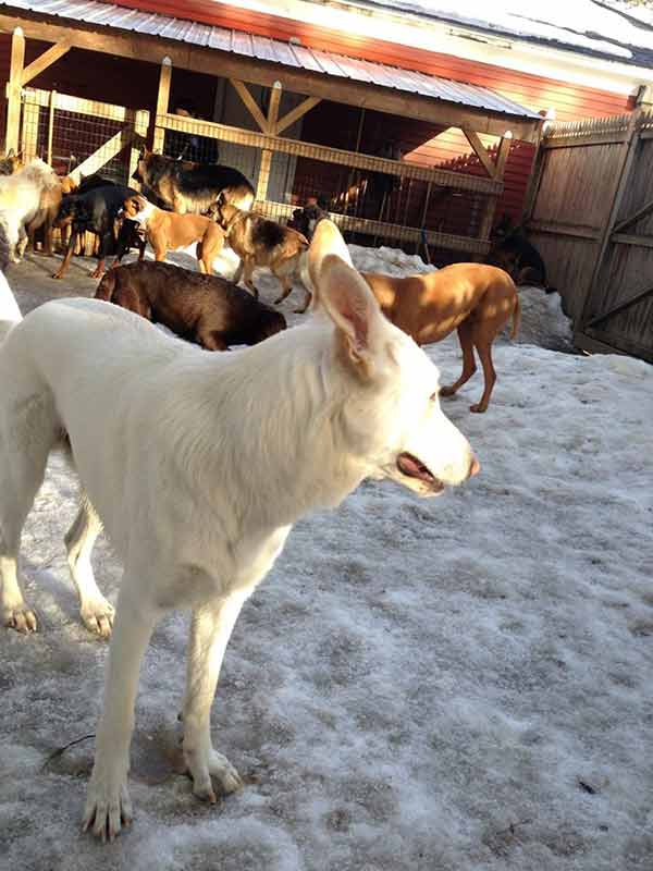 Dog Breeds — Different Dogs in Boarding Center in Amherst, NH