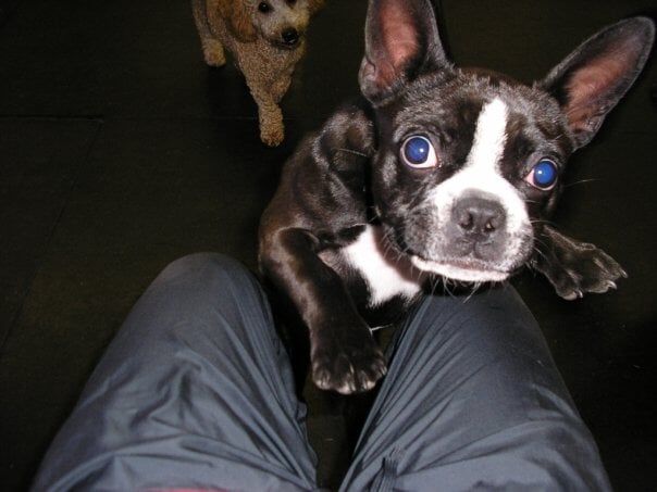 Dog Daycare Services — Boston Terrier in Amherst, NH