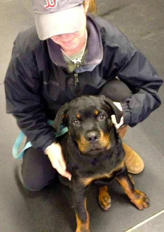 Puppy — Rottweiler Puppy in Amherst, NH