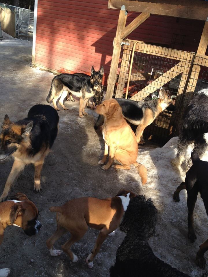 Gallery Amherst, NH Granite State Dog Training Center