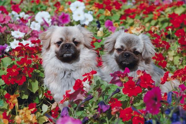 Small Breed Dogs — Dogs in Flower Beds in Amherst, NH