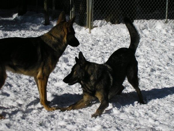 Playful Dogs — East-European Shepherd in Amherst, NH