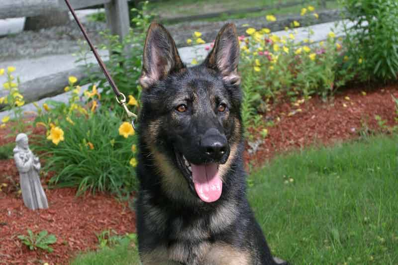 Dog Behavior — Obedient Dog in Amherst, NH