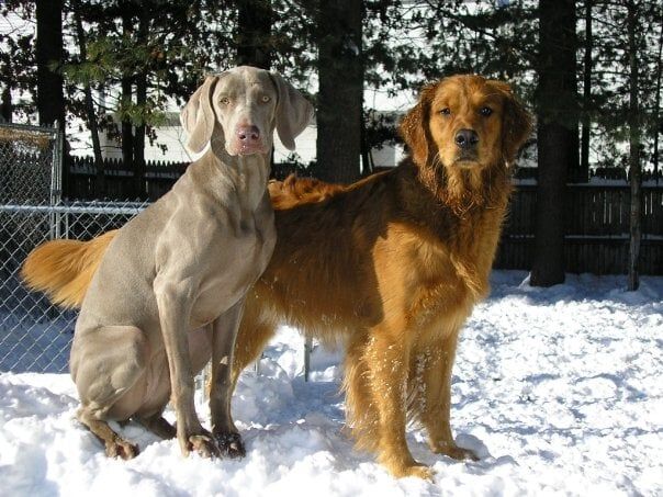 Large Breed Dogs — Large Breed Dogs Training in Amherst, NH