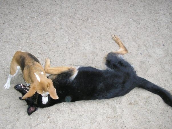 Daycare Training Services — Dogs Playing in Amherst, NH