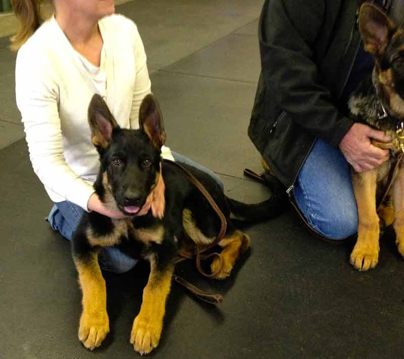 Intermediate Obedience Class — Relaxed Dog with Owner in Amherst, NH