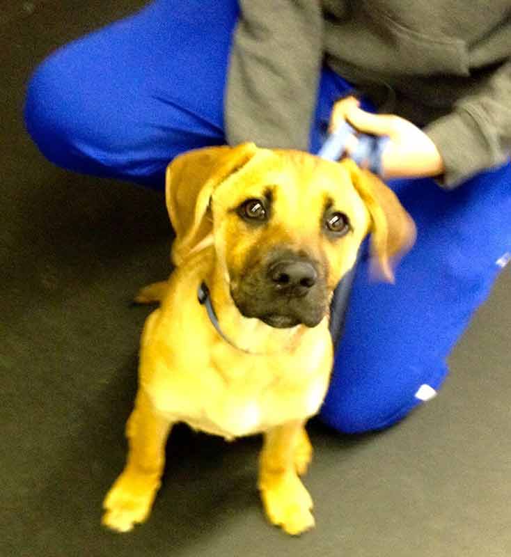 Puppy Development Class — Puppy Training in Amherst, NH