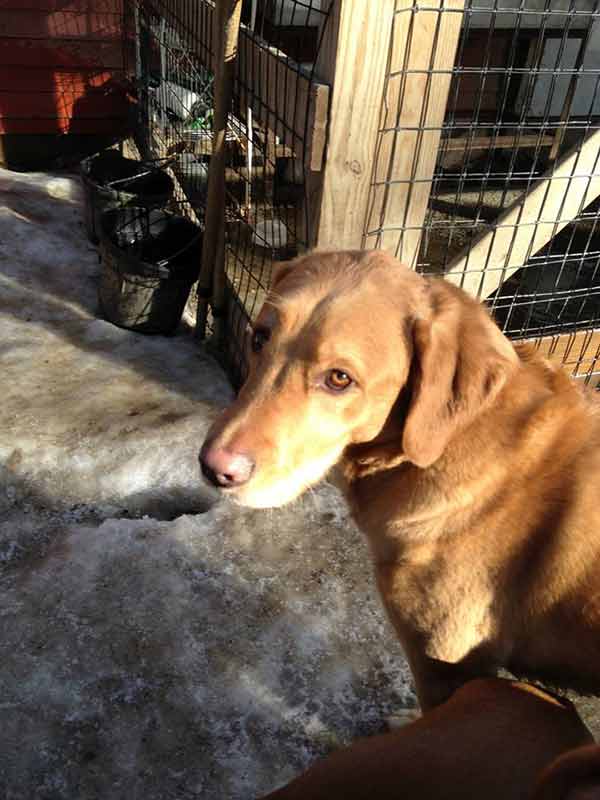 In-Kennel Training — Pet Boarding in Amherst, NH