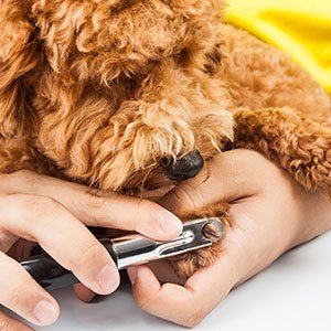 Dog Grooming Services — Dog Nail Cutting in Amherst, NH