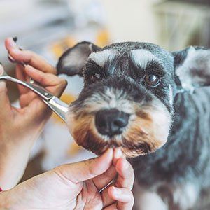 Stylish Dog Cuts — Dog Hair Styling in Amherst, NH