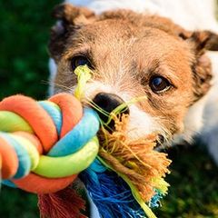 Daycare — Dog Biting a Toy Rope in Amherst, NH