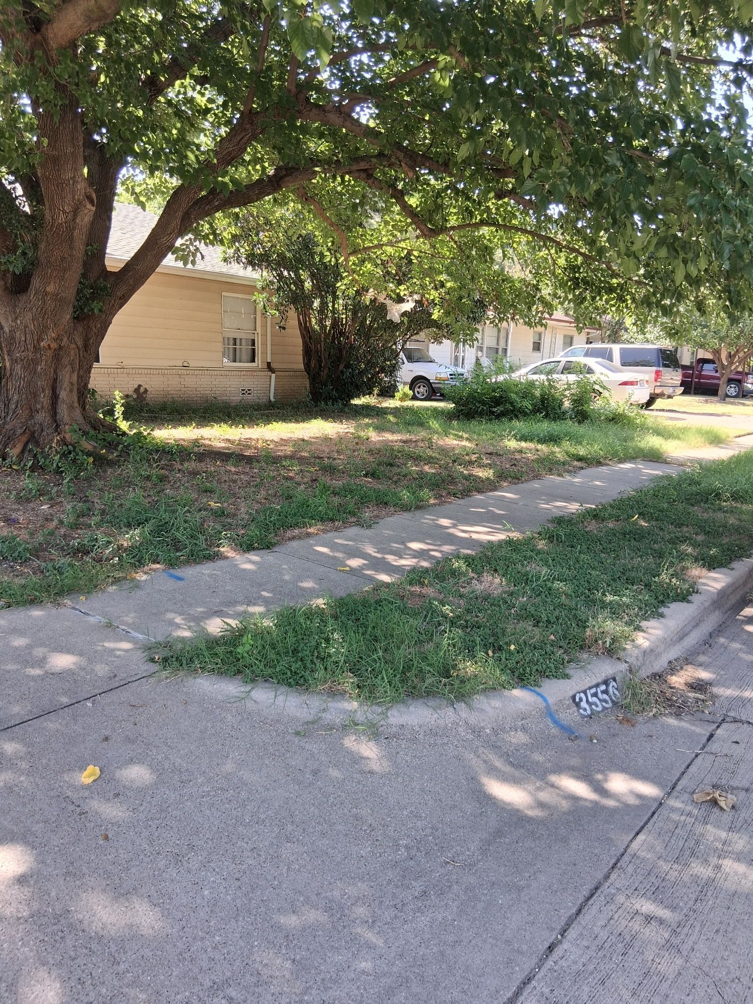 A sidewalk in front of a house, overgrown grass and tree in the yard.