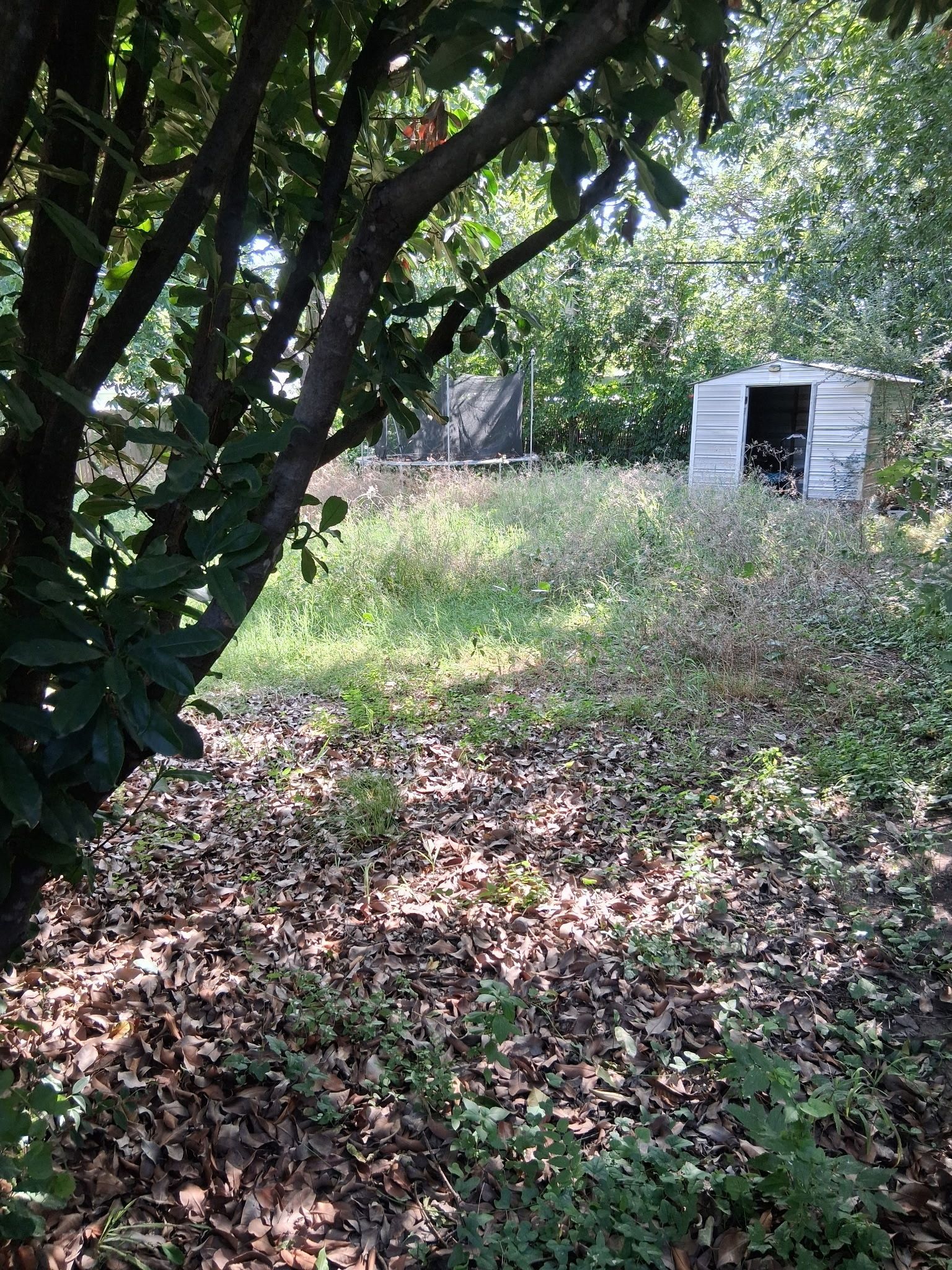 Overgrown yard with shed and fence visible through trees.