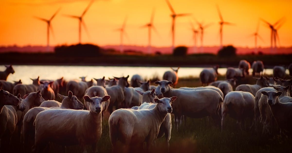 A herd of sheep standing in a field with windmills in the background at sunset.