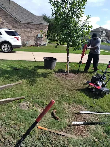 A man is planting a tree in a yard with a drill.