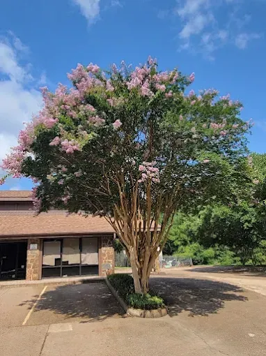 A large tree with pink flowers is in front of a house.