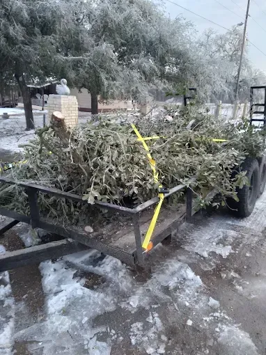 A trailer filled with christmas trees is parked in the snow.