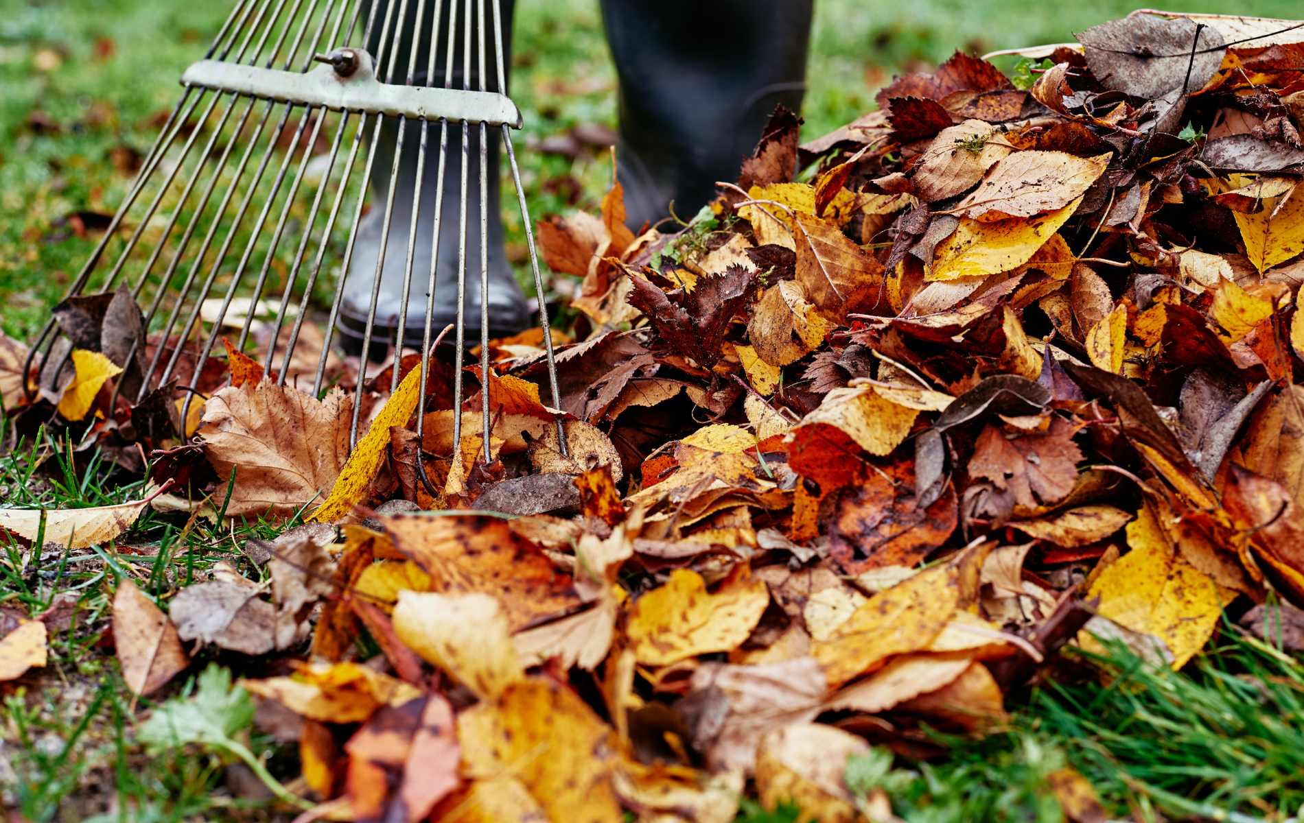 A person is raking leaves in the grass with a rake.