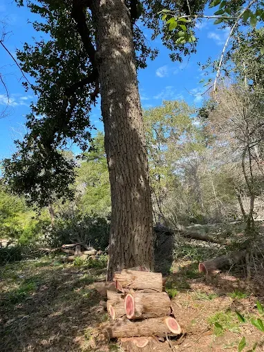 A pile of logs sitting under a tree in a forest.