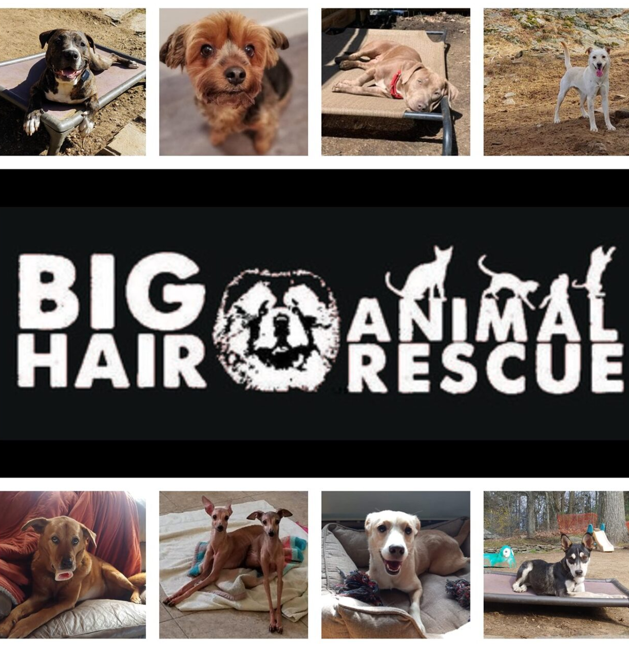 Big Hair Animal Rescue