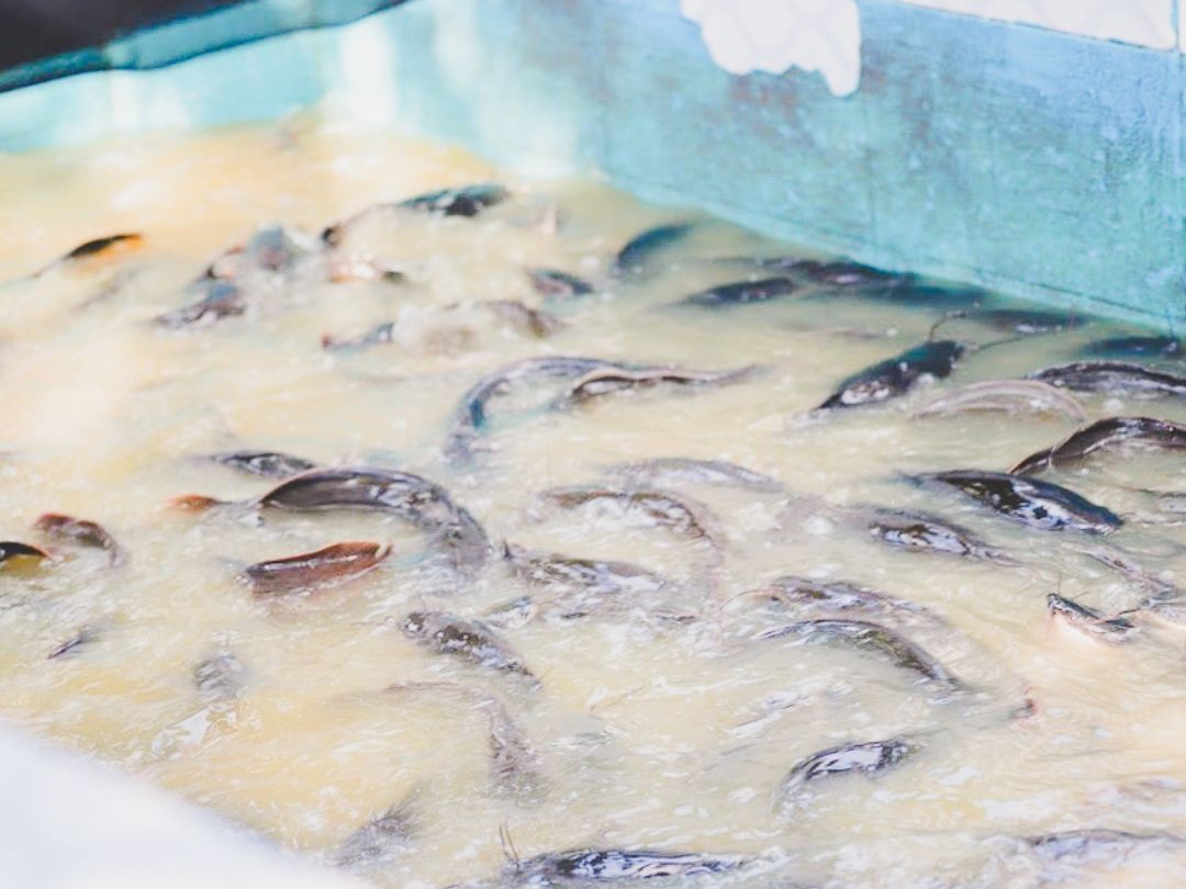 Fish swimming in murky water within a blue container.