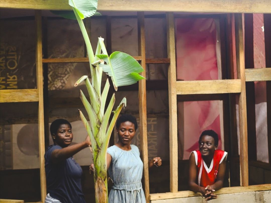 Three women with a banana plant in a wooden frame; one woman holds the plant.