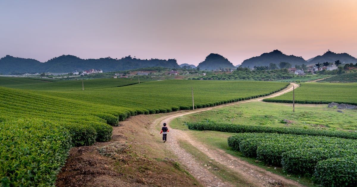 A person is walking down a dirt road in a field.