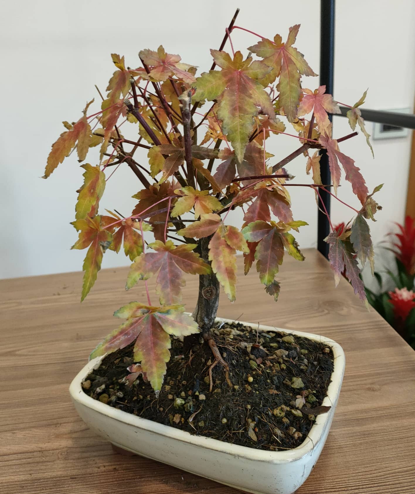 bonsai acero