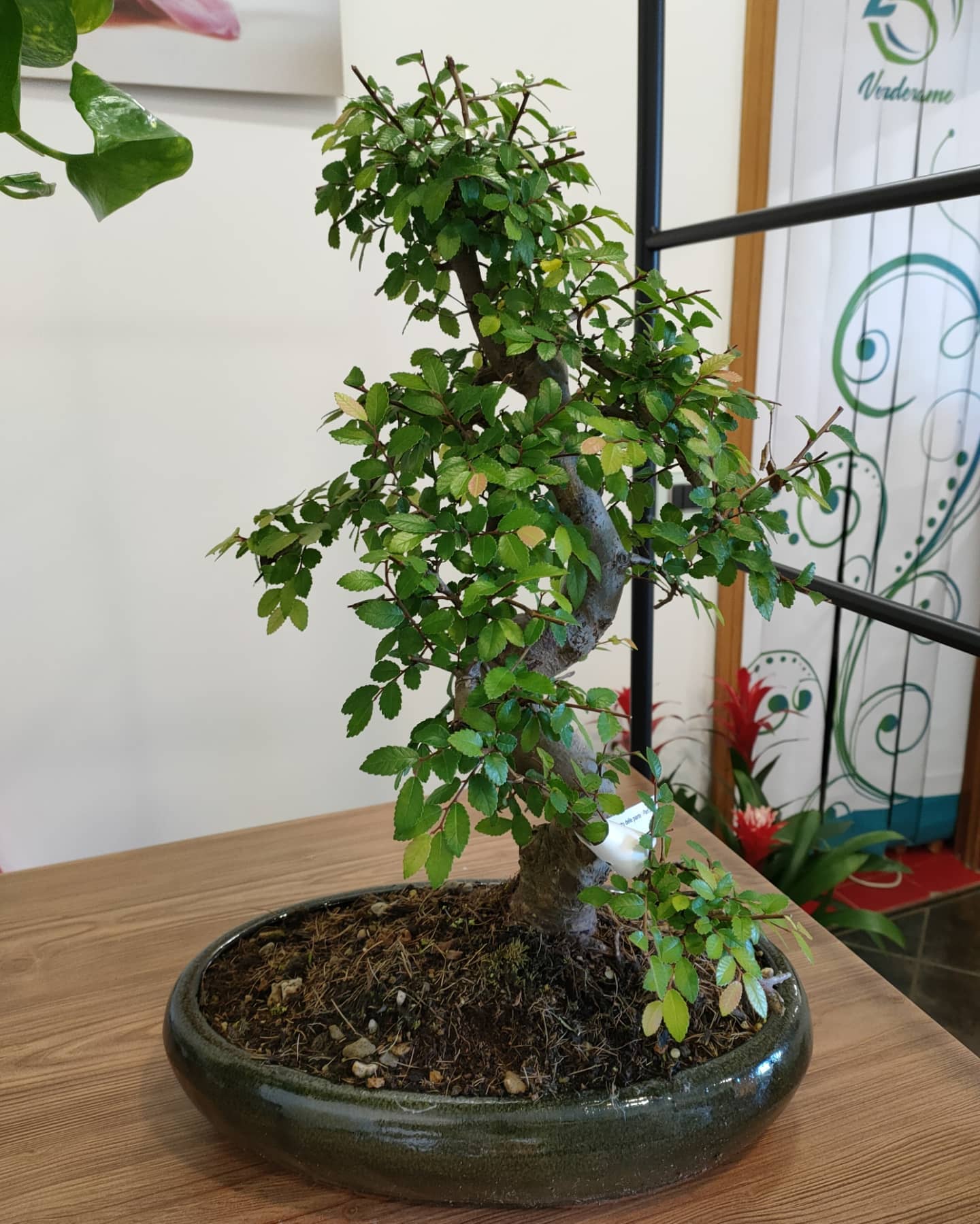 bonsai olmo cinese