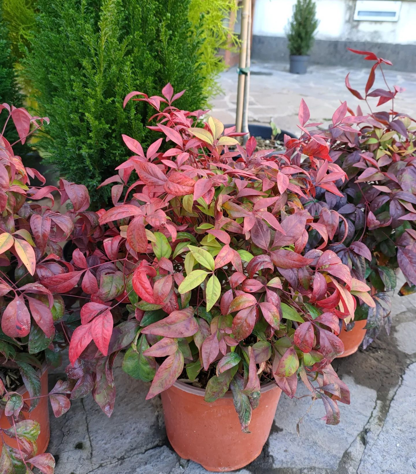 pianta regalo natale