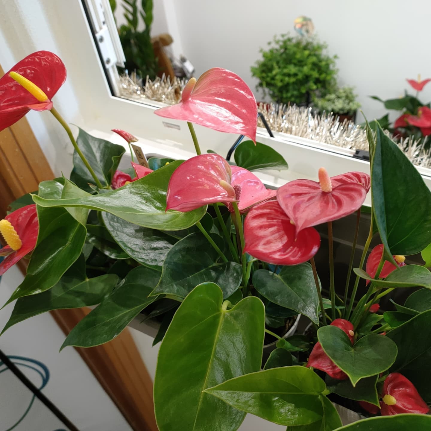 fiori a foglia larga