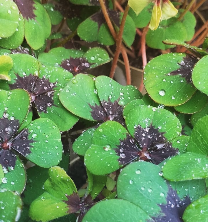 dettaglio quadrifogli