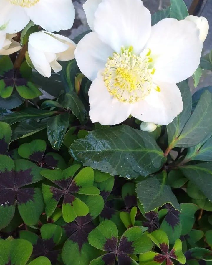 fiore bianco e quadrifogli