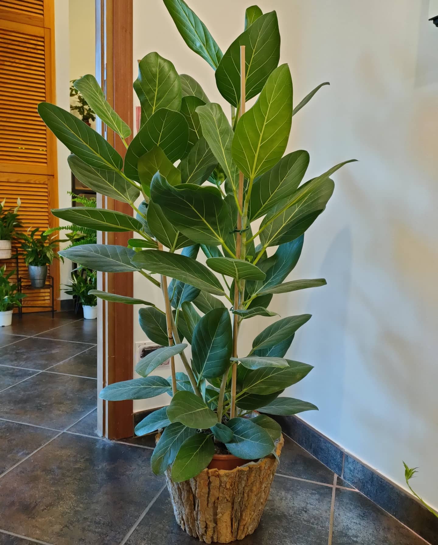 pianta a foglie larghe