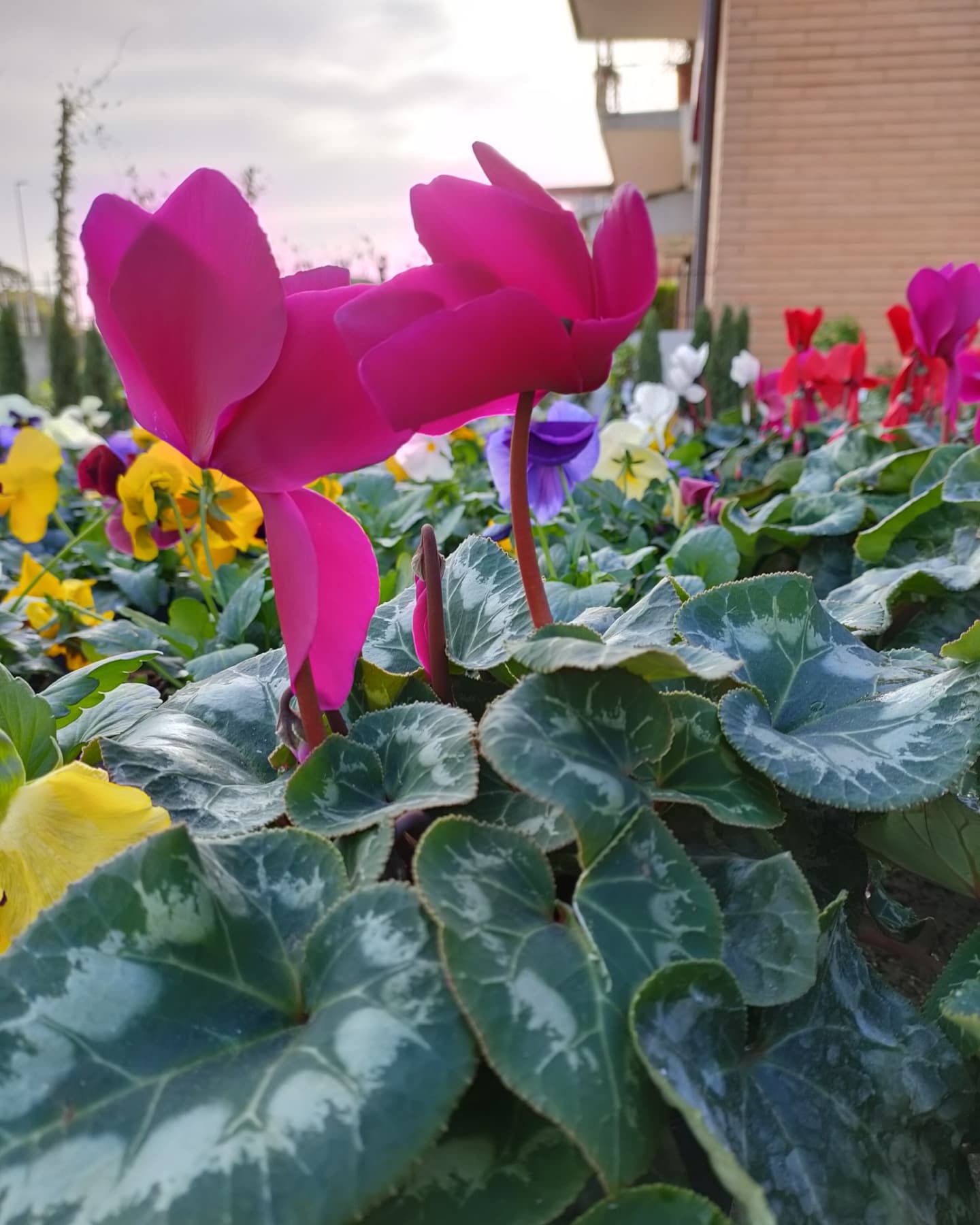 fiori magenta con foglia larga