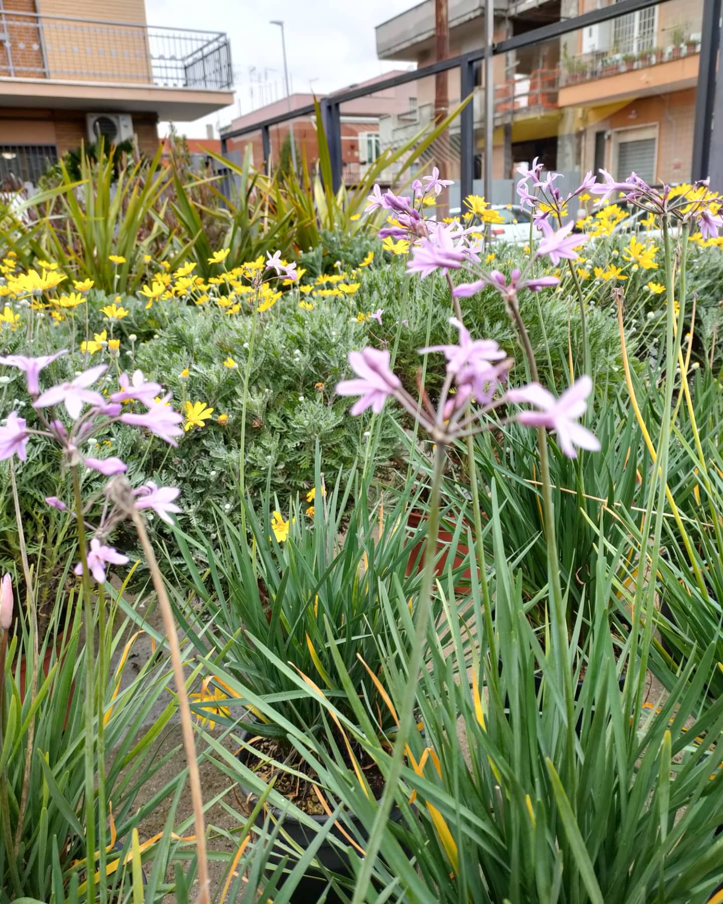 fiori - piante sterno