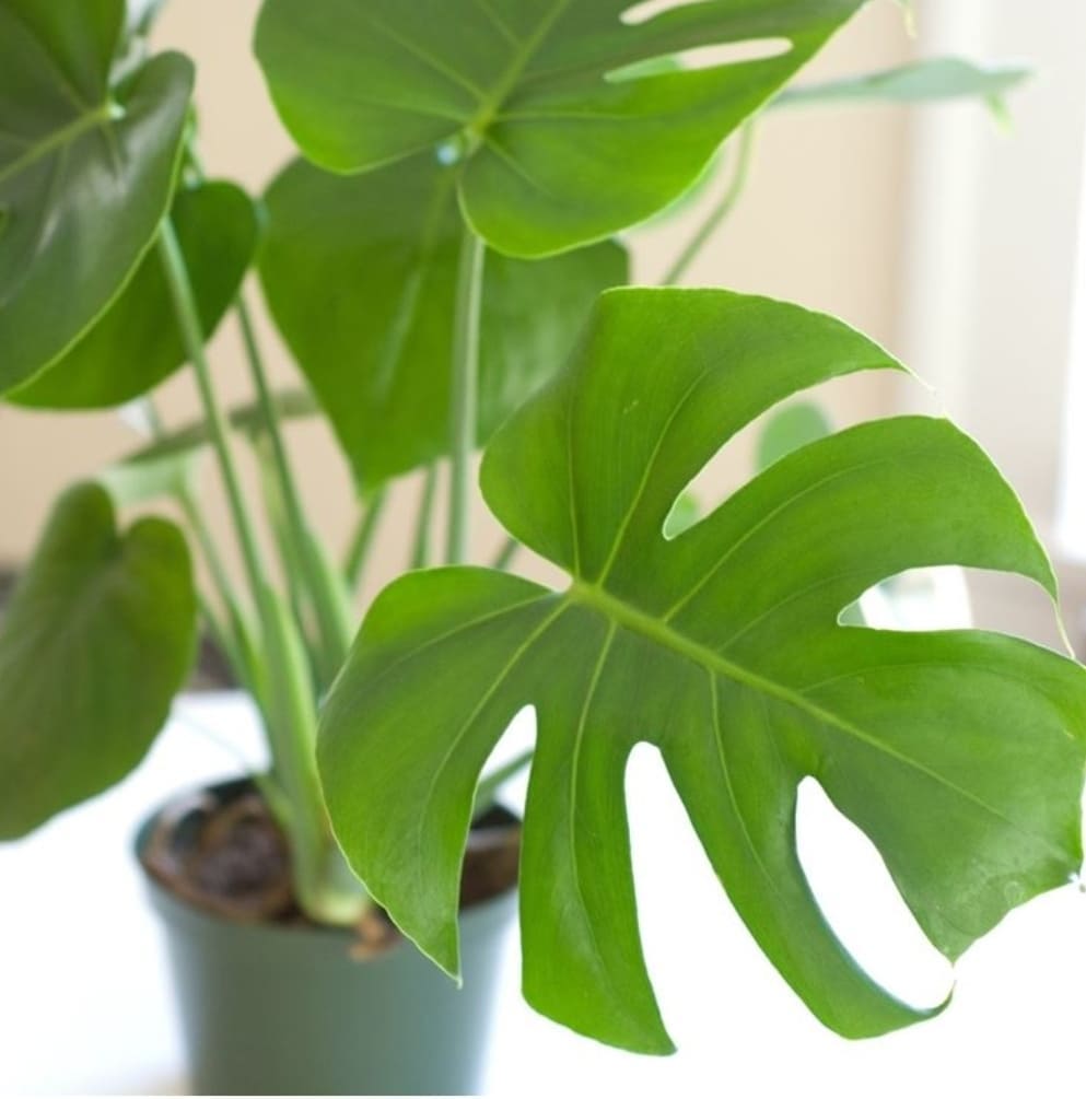 pianta monstera con foglie aperte